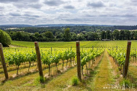 Why you should make vineyards of Surrey Hills your first post-lockdown trip | Great British Wine