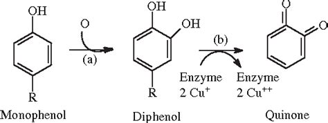 Polyphenol Oxidase: Characteristics and Mechanisms of Browning Control | Semantic Scholar