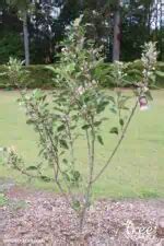 11 Fastest Growing Apple Trees That Bear Fruit Quickly (1st Year)