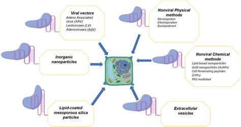 Various delivery methods of CRISPR/Cas9 for plant genome editing | Download Scientific Diagram