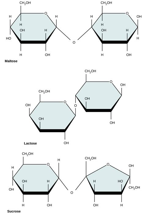 Carbohydrate Structure Diagram