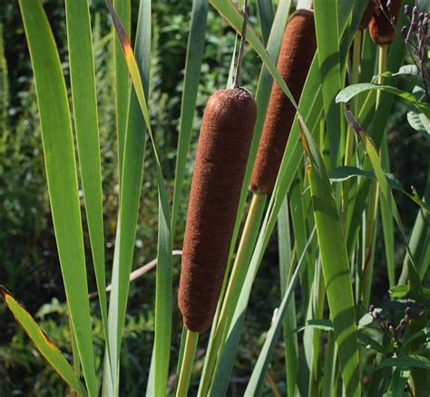 Cattails Wetland Plant - Free photo on Pixabay - Pixabay