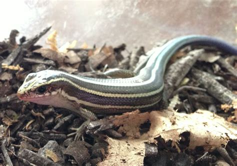 Laura's Room: Japanese five-lined skink