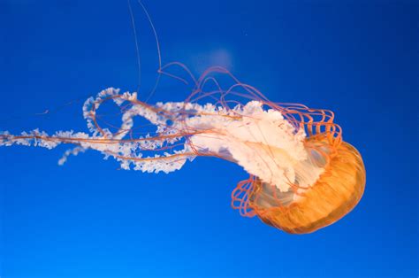 Jellyfish Wallpapers Images Photos Pictures Backgrounds