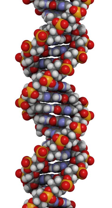 DNA structure, B-DNA form. stock illustration. Illustration of ...