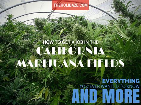 How To Get A Job In The California Marijuana Fields | The HoliDaze