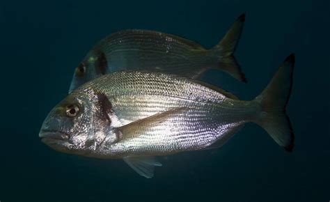 Lebanese Aquaculture: Gilt Head Sea Bream, Sparus Aurata.