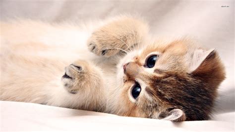 Cute Kittens Wallpapers For Desktops Pinterest - Kitten Wallpaper Hd (#479123) - HD Wallpaper ...