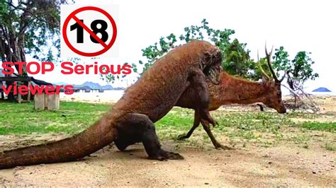 Komodo Dragon Attack on Deer(KOMODO VS DEER) - YouTube