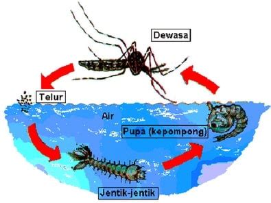 Jelaskan Daur Hidup Nyamuk dengan Disertai Skema Gambar Sederhana