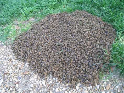 My First Honey Bee Swarm in Charles City, Virginia! | Beekeeping in Richmond, Virginia