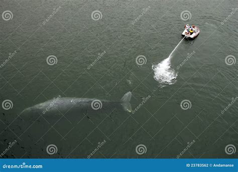 Gray Whale Rescue editorial photography. Image of grey - 23783562