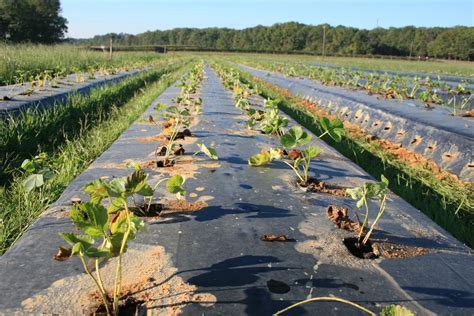 Washington Farms: Strawberry Planting Time