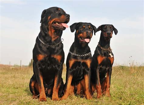 Doberman Vs Rottweiler Fight