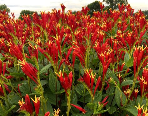 Perennial Flowers For Shade In Georgia : Blooming Shrubs For Georgia ...