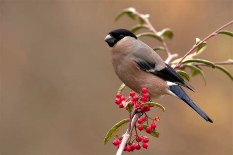 Female of eurasian bullfinch | Premium Photo