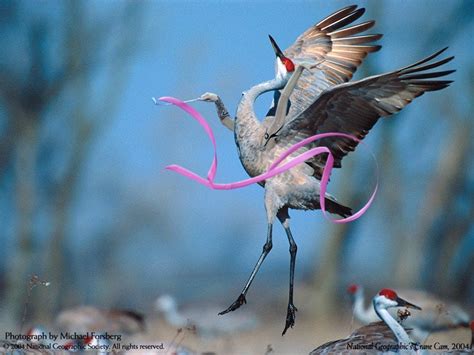 Bird Lord of the Dance : r/birdswitharms