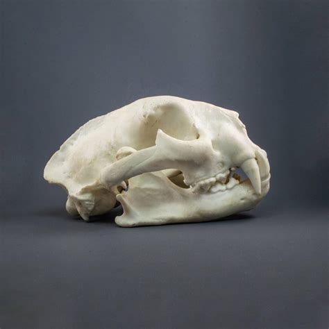 Puma or Mountain Lion Skull Replica (Museum Quality) – AnySkull