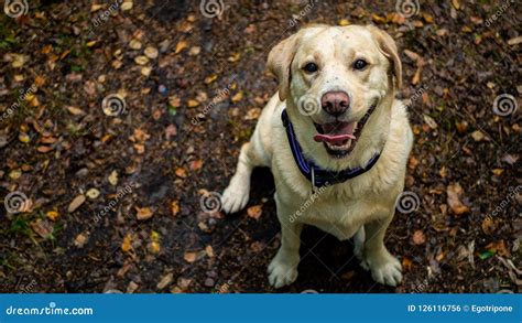 Labrador Retriever Smile and Happy. Stock Photo - Image of happiness ...