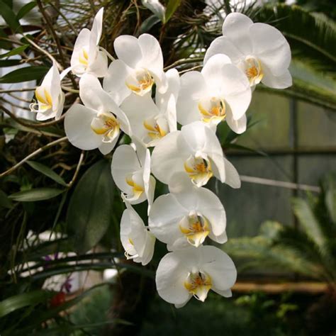 Phalaenopsis amabilis