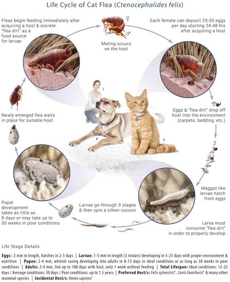 Can Cats Get Fleas In Winter – Pest Phobia