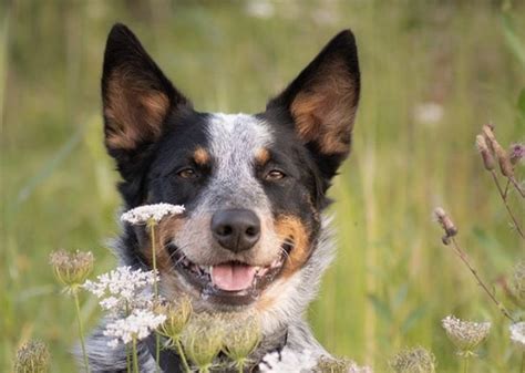 20 Beautiful Blue Heeler Mixes: The Best Cattle Dog Mixes