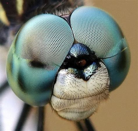 "All Right Mr. DeMille, I'm Ready For My Close-Up" | Insect eyes, Insects, Bugs and insects