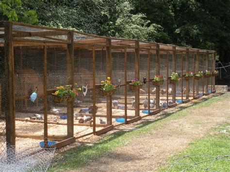 Related image | Chicken pen, Chicken coop designs, Chicken garden