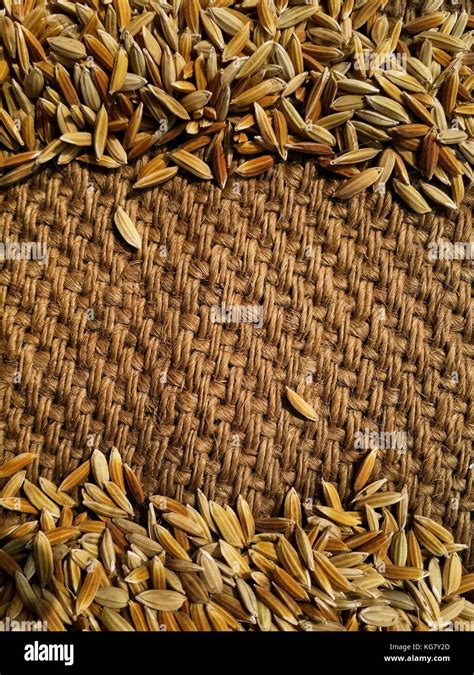 Unhusked rice hi-res stock photography and images - Alamy