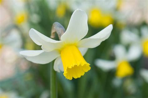 Daffodils - Grow Guide - gardenersworld.com