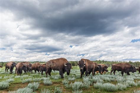 Vermejo Park Ranch Project Page - Sean Fitzgerald Photography