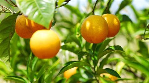 Caring For a Mandarin Orange Tree - Tampa Tree