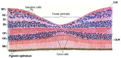 Histology of the Eye Flashcards | Quizlet