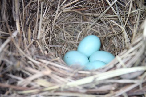 Monitoring the Eastern Bluebird - Aldo Leopold Nature Center