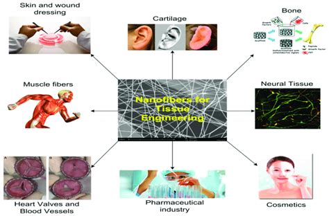 A schematic of the applications of tissue engineering [48]. | Download Scientific Diagram