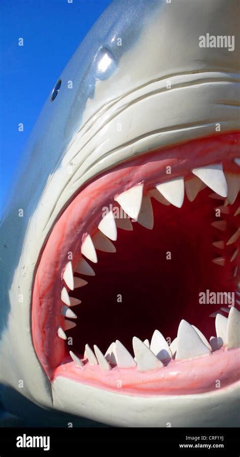 great white shark (Carcharodon carcharias, Carcharodon rondeletii), teeth, dummy on a children s ...