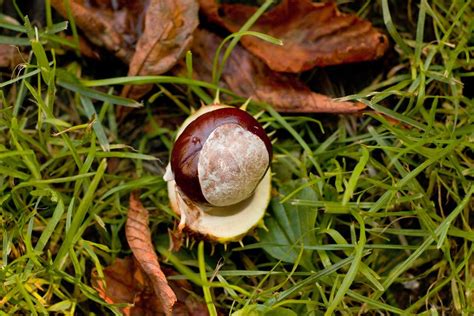 Conkers explained: Do they keep spiders away? What tree are they from ...