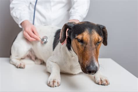 Vets Keep Close Watch on Canine Disease - The Practice Solution