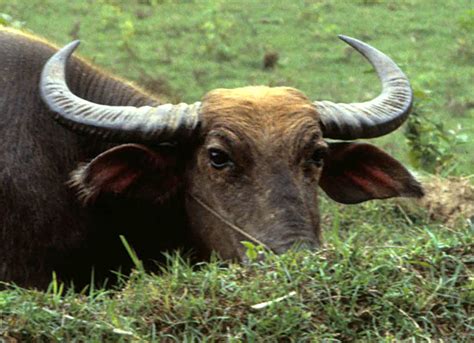 Bubalus bubalis (Asian water buffalo) | CABI Compendium