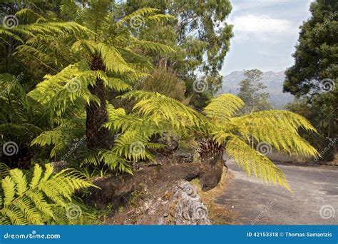 Tree ferns stock photo. Image of native, ferns, nature - 42153318