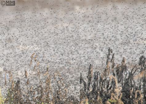 A swarm of Brine flies | Focusing on Wildlife