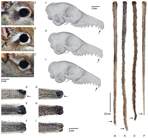 Researchers Document Elephant Shrew for First Time in 50 Years