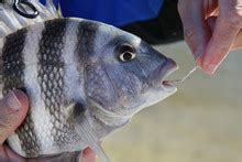 Sheephead Fish Free Stock Photo - Public Domain Pictures