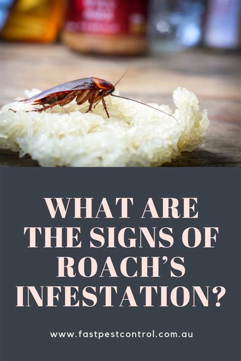 What are the Signs of Roach’s Infestation? | Roach infestation, Infestations, Roaches