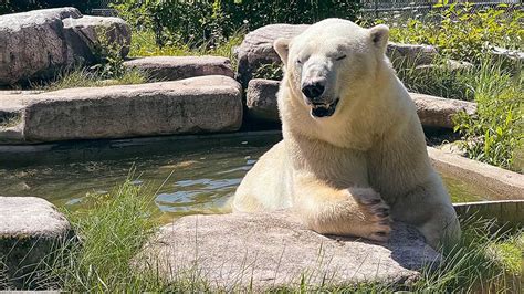 Cochrane Polar Bear Habitat: Come Face To Face With The World's Largest ...