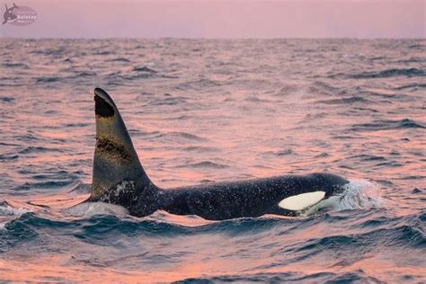 an orca swimming in the ocean at sunset