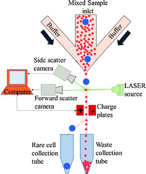 Fluorescenceactivated cell sorting (FACS), in which cells are first... | Download Scientific Diagram