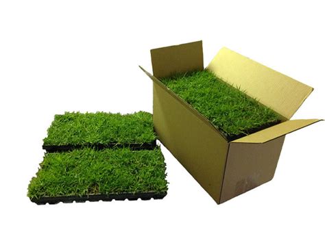 Zoysia Grass Plugs (50 Pack - Zenith) - ZoysiaPlug.com