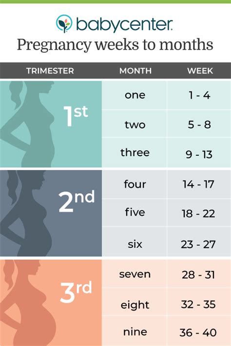 Calculating your pregnancy in weeks, months and trimesters - BabyCenter India