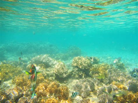 Joel Bramley Photography: Snorkelling at Green Island, Australia